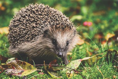 18 Wild Animals in the Netherlands [Wildlife in the Netherlands]