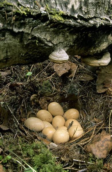 Poster Print of Hazel Hen / Hazel Grouse eggs in typical nest (Print #14172592) Poster