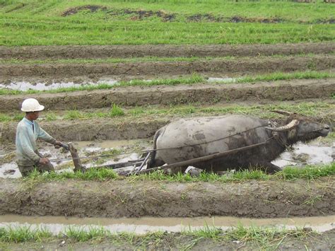 File:Farming-on-Indonesia.jpg - Wikipedia, the free encyclopedia