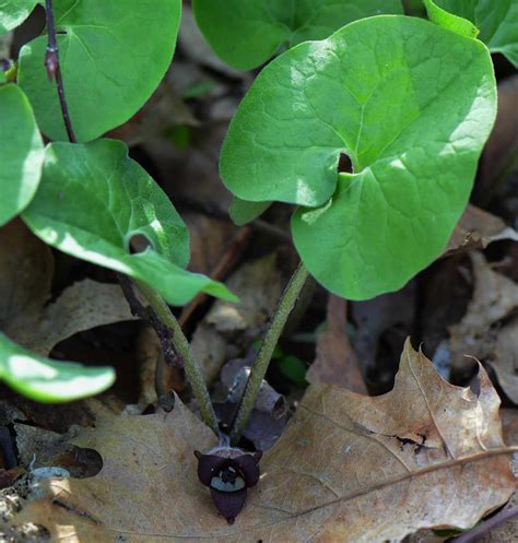 Forest Floor Plants | Trailside Museums and Zoo