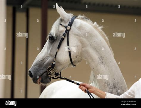 Arabian Halter Horse Show