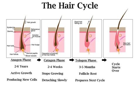 Top 137 + 6 months hair growth after shaving - polarrunningexpeditions