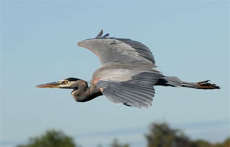 The SCC Bird Nerd: Great Blue Heron