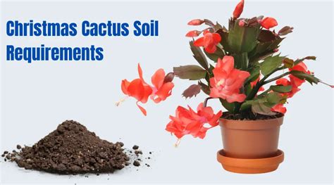 Best Soil Mix For Christmas Cactus: Complete Guide