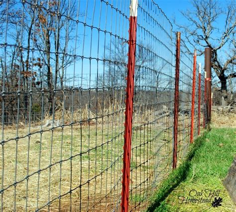 Sheep and goat fencing Pygmy Goat Pen, Pygmy Goats, Sheep Fence, Goat Fence, Livestock Fence ...