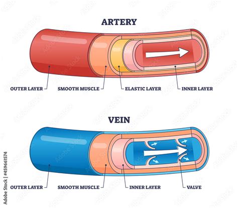 Artery vs vein structure compared with anatomical differences outline ...