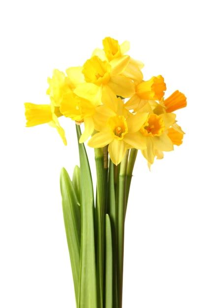 Premium Photo | Beautiful yellow daffodils isolated on white