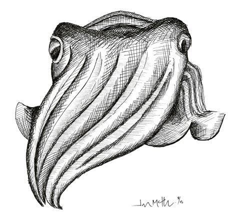 Cuttlefish Drawing at PaintingValley.com | Explore collection of Cuttlefish Drawing