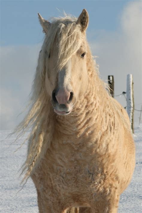 There's A Curly-Haired Horse Breed That's Almost Too Cute To Exist