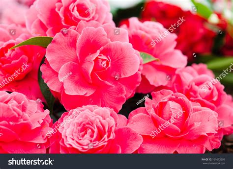 Camellia Bouquet Stock Photo 101673295 : Shutterstock