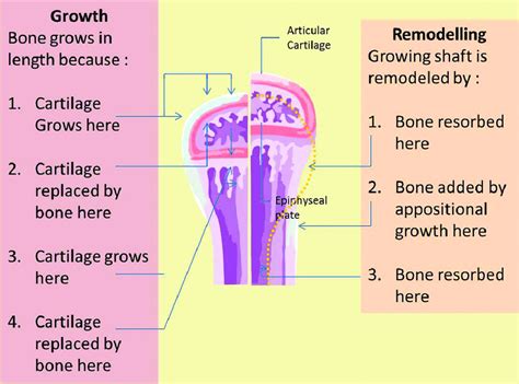 5 Zones Of Epiphyseal Plate