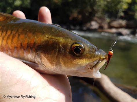 Fly Fishing Golden Mahseer in Myanmar | The Myanmar Fly Fishing Project