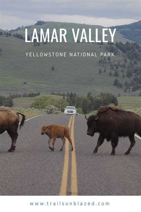 Lamar Valley - Yellowstone | Trails Unblazed | Yellowstone trip, Lamar valley, National parks trip