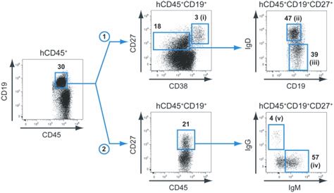 Subsets of human B cells (CD45+CD19+) were sorted from BM and spleens... | Download Scientific ...