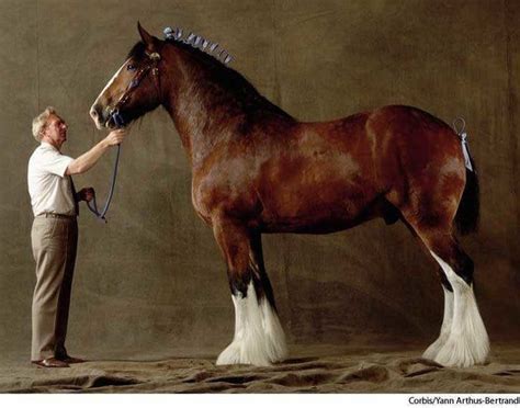 Caballos Clydesdale, Clydesdale Horses, Breyer Horses, Most Beautiful ...