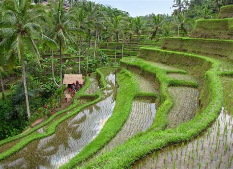 Famous Tegallalang Rice Terraces, Bali Stock Image - Image of food ...