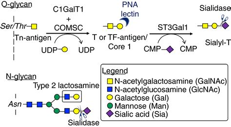 Multifaceted role of glycosylation in transfusion medicine, platelets ...