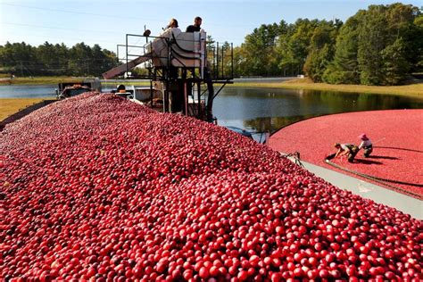 Cranberry harvest season in full swing in Carver - The Boston Globe