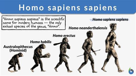 Homo sapiens sapiens - Definition and Examples - Biology Online Dictionary