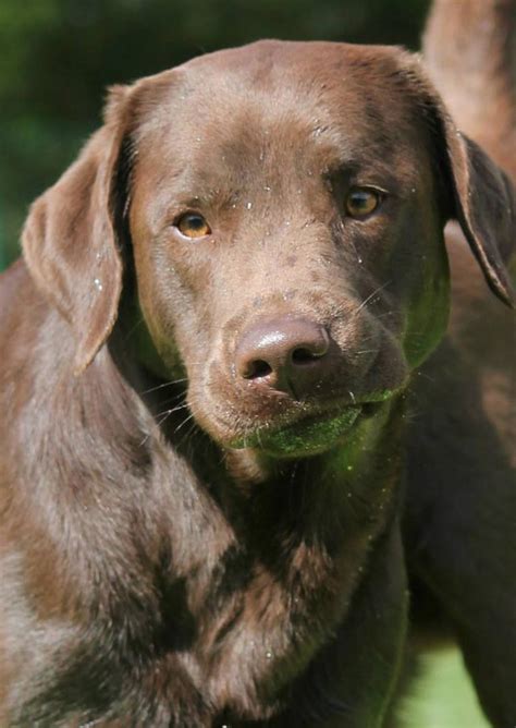 Chocolate Lab - Your Guide To The Chocolate Labrador Retriever