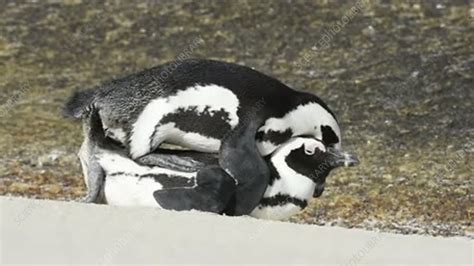 African penguins mating - Stock Video Clip - K006/8143 - Science Photo Library