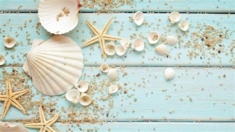 Seashells Wallpapers - Top Free Seashells Backgrounds - WallpaperAccess