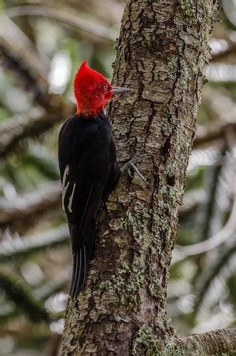 Carpintero negro macho | Campephilus magellanicus | Magell… | Flickr