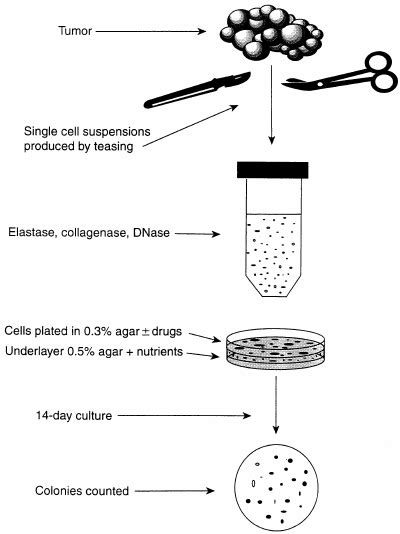 In vitro assay schema: HTCA. | Download Scientific Diagram