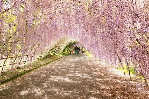 Wisteria Tunnel: Kawachi Fuji Garden Kitakyushu | TiptoeingWorld