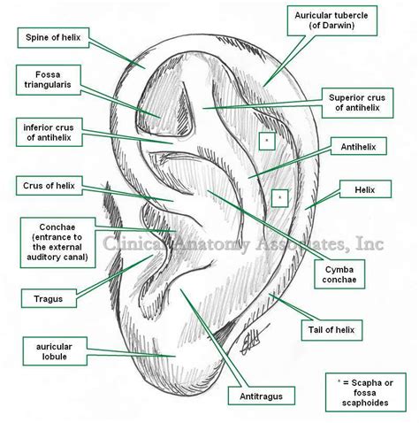 Ear Anatomy Pinna - Anatomical Charts & Posters