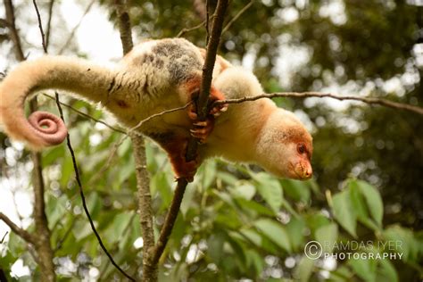 Papua New Guinea Wildlife # 1 – Ramdas Iyer Photography