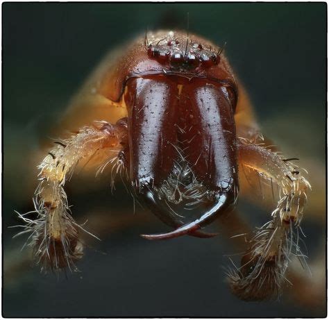 Spider fangs | Photo, Image, Sar