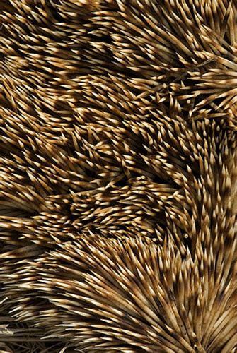 Adrian Davies Imaging: Hedgehog spines