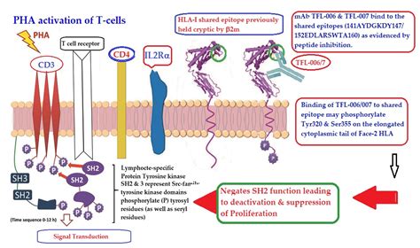 Antibodies | Free Full-Text | Role of HLA-I Structural Variants and the ...