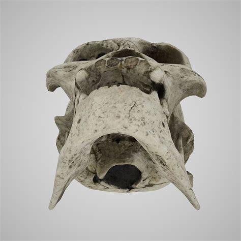 Skull Realistic Homo Erectus Ergaster 3D Model $35 - .obj .ma - Free3D