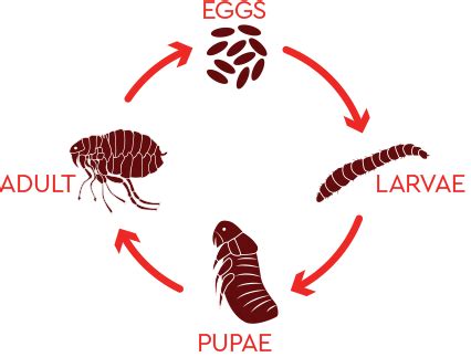 What is the flea life cycle? - Provecta Pet