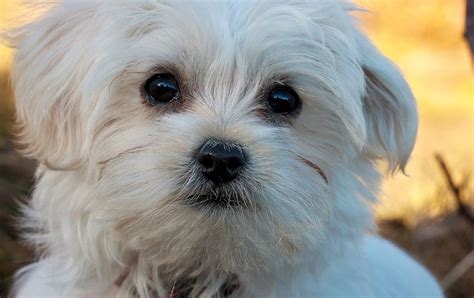 23+ Raza De Perros Bichon Frise Caracteristicas - l2sanpiero