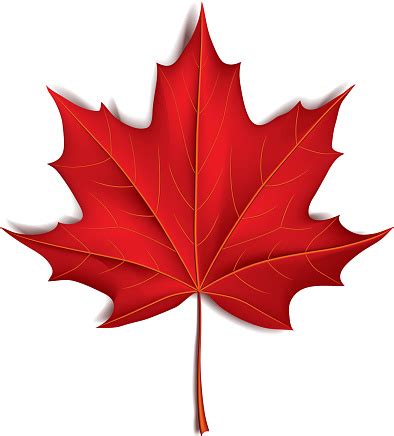 Red Maple Leaf Isolated On White Vector Stock Illustration - Download ...