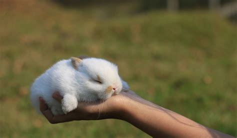 Do Rabbits Sleep? - A Few Good Pets