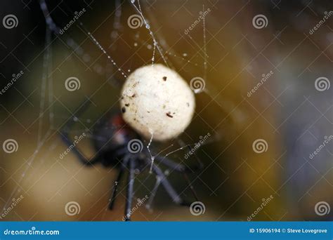 Redback Spider Stock Image | CartoonDealer.com #1989871