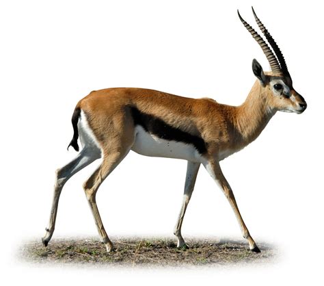 Thomson Gazelle Facts | Facts About Gazelles | DK Find Out