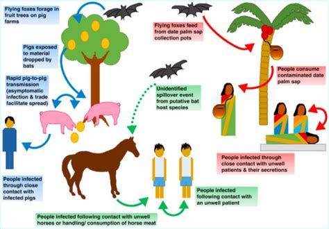 Nipah Virus - Symptoms, Risks, Treatment, Vaccine {Complete Guide} : Health Blog