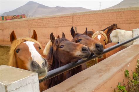 Lima: Peruvian Paso Horse Show with Lunch or Open Bar in Peru | My ...