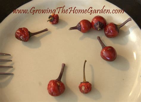 How to Extract Seeds from Ornamental Peppers - Growing The Home Garden