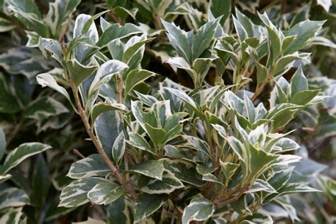 Osmanthus heterophyllus ‘Variegatus’ | Kiefer Nursery: Trees, Shrubs ...