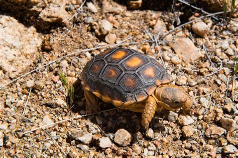 A desert tortoise at Stagecoach Trails near Yucca, Arizona #tortoise # ...