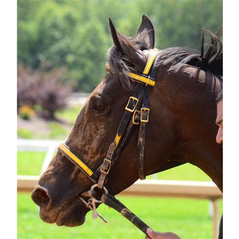 Buy Racing Bridle Headstall Online At Affordable Prices | Two Horse Tack