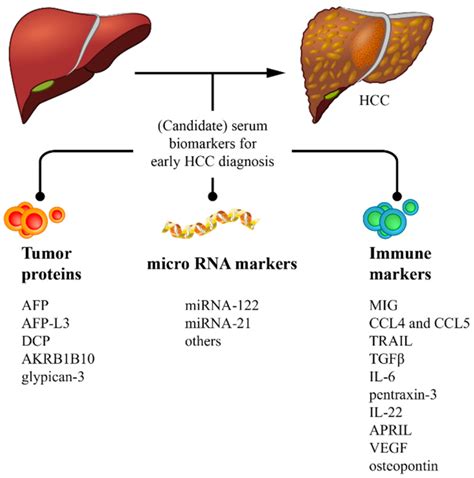 Cancers | Free Full-Text | Serum Biomarkers for the Prediction of Hepatocellular Carcinoma