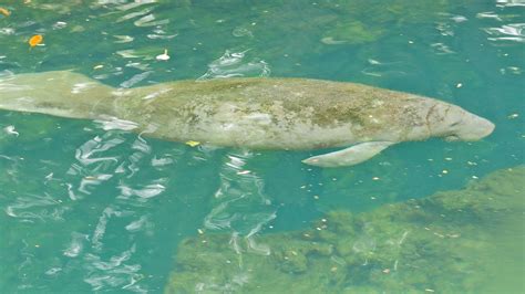 Dina's City Wildlife Adventures: Manatees at Homosassa Springs