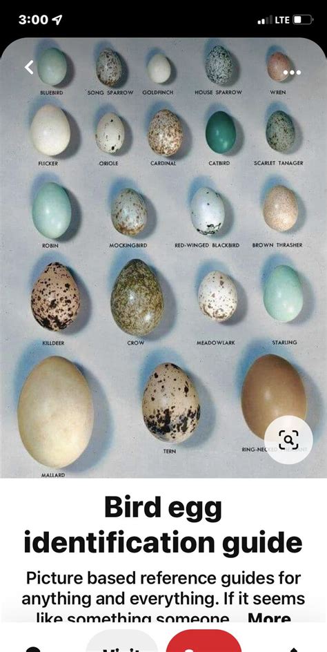 Pin by Kathy Kurtz on Discovery birds | Bird egg identification, Bird ...